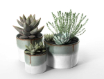 Succulent Pot Set with Echeveria and Rosemary Plants