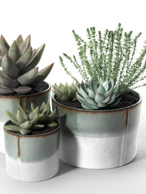 Succulent Pot Set with Echeveria and Rosemary Plants
