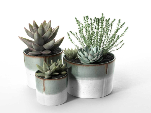 Succulent Pot Set with Echeveria and Rosemary Plants