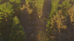 Summer forest