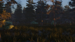 Summer forest