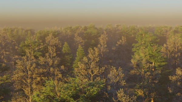 Summer forest
