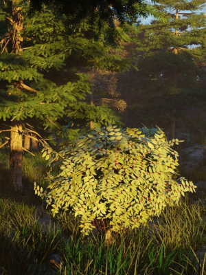 Summer forest