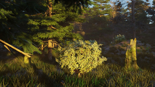 Summer forest