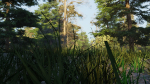 Summer forest