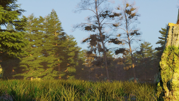 Summer forest