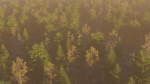 Summer forest