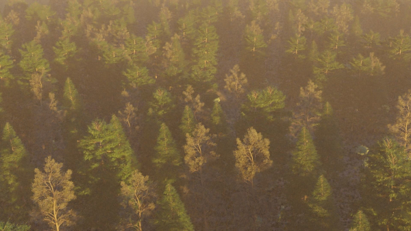 Summer forest