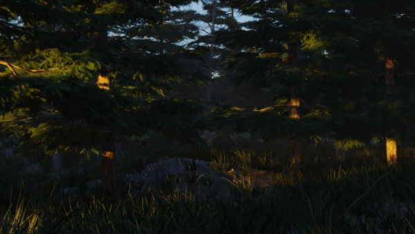 Summer forest