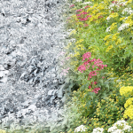 Summer Plants collection vol 123