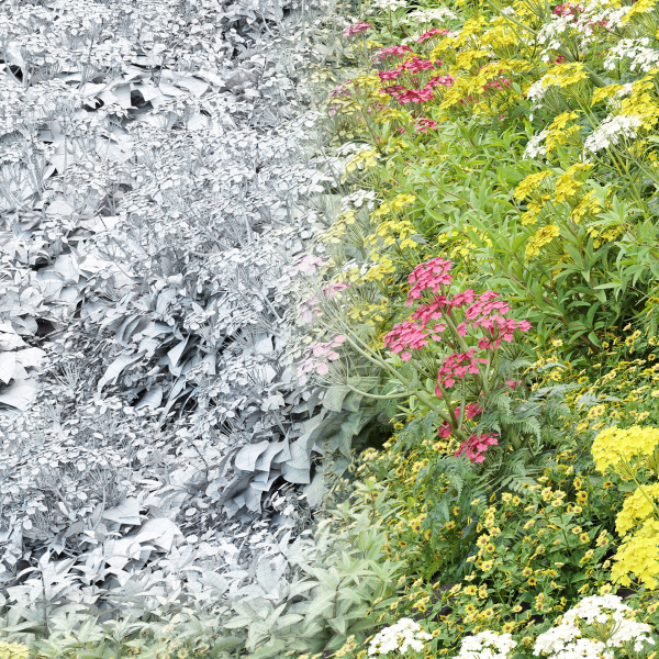 Summer Plants collection vol 123