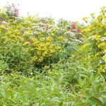 Summer Plants collection vol 123