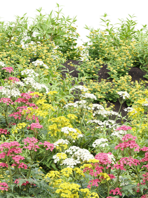 Summer Plants collection vol 123