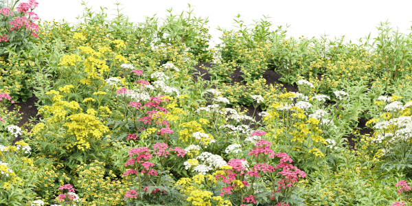 Summer Plants collection vol 123