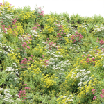 Summer Plants collection vol 123