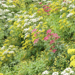 Summer Plants collection vol 123
