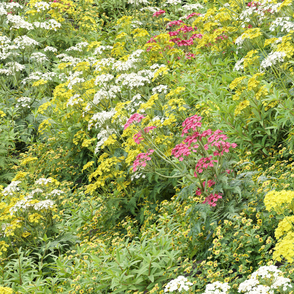 Summer Plants collection vol 123