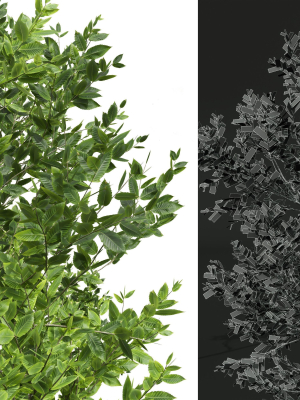 summer-trees-3d-model-7b7a94200a