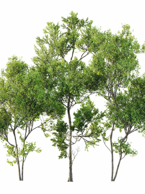 summer trees