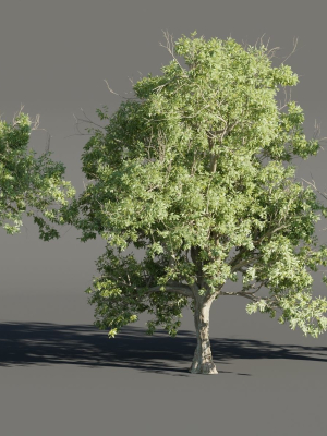 Summer Trees collection vol 226-Blender