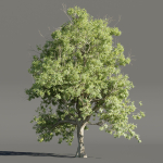 Summer Trees collection vol 226-Blender
