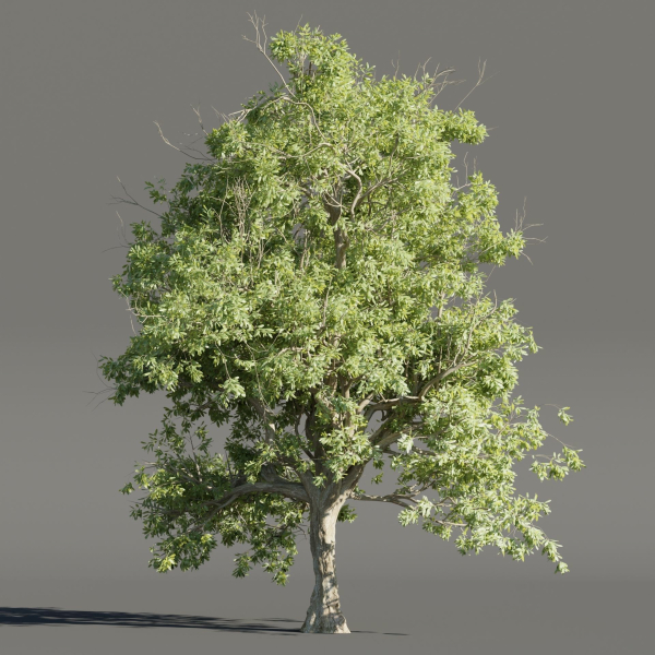 Summer Trees collection vol 226-Blender