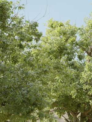 summer-trees-collection-vol-226-blender-3d-model-56b3ff3ab2