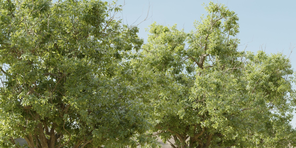 Summer Trees collection vol 226-Blender