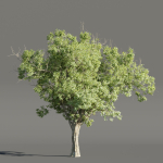 Summer Trees collection vol 226-Blender
