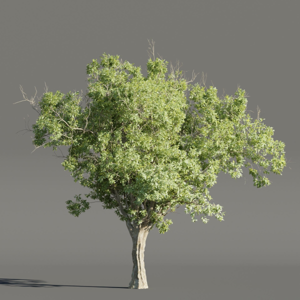 Summer Trees collection vol 226-Blender