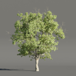 Summer Trees collection vol 226-Blender