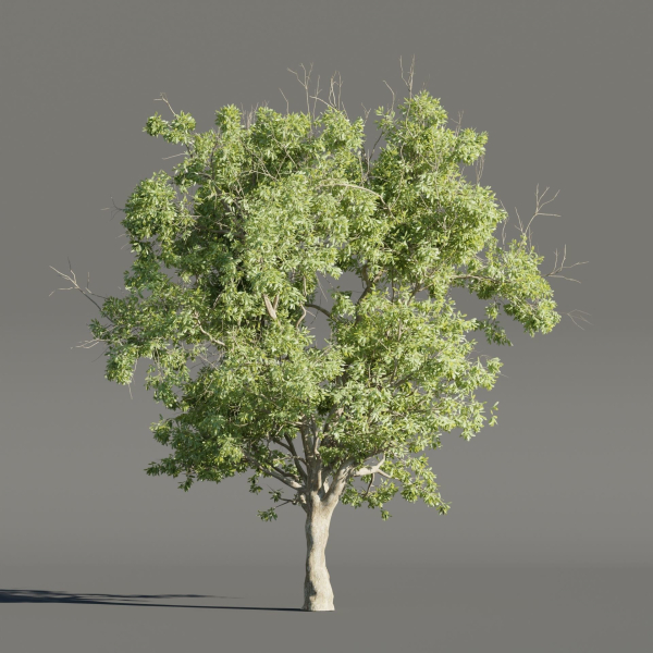 Summer Trees collection vol 226-Blender
