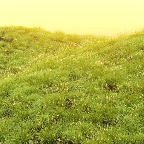 Summer Wild Grass collection vol 224-Blender