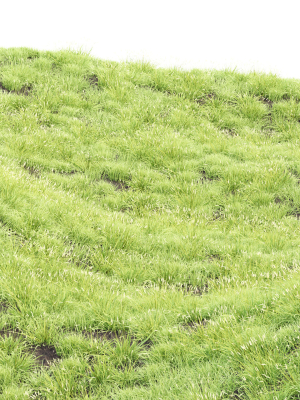 summer-wild-grass-collection-vol-224-blender-3d-model-4f678734c5