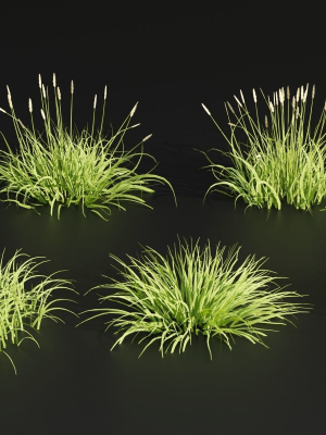 Summer Wild Grass collection vol 224-Blender