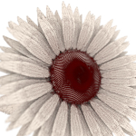 Sunflower orange