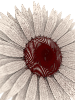 sunflower-3d-model-animated-rigged-obj-blend