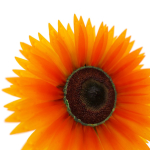 Sunflower orange