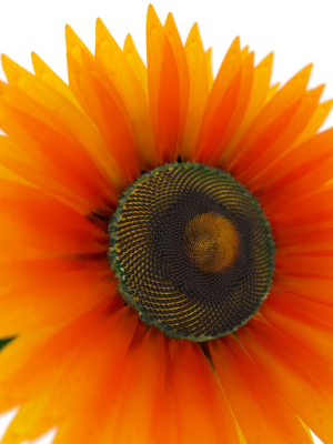 Sunflower orange