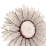 Sunflower orange