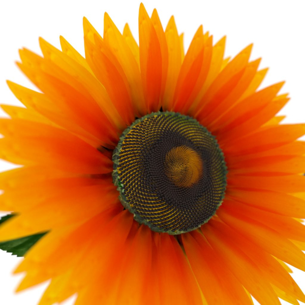 Sunflower orange