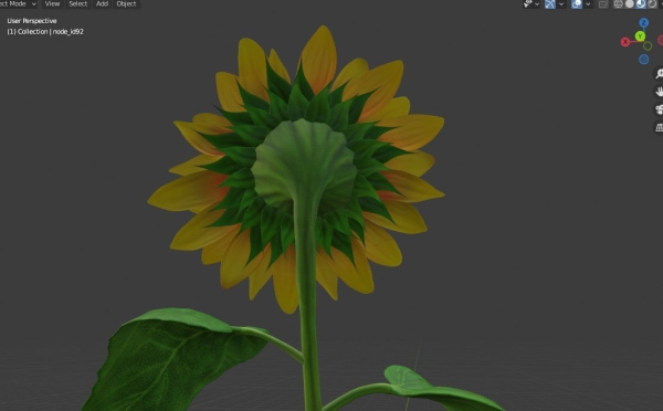 Sunflower