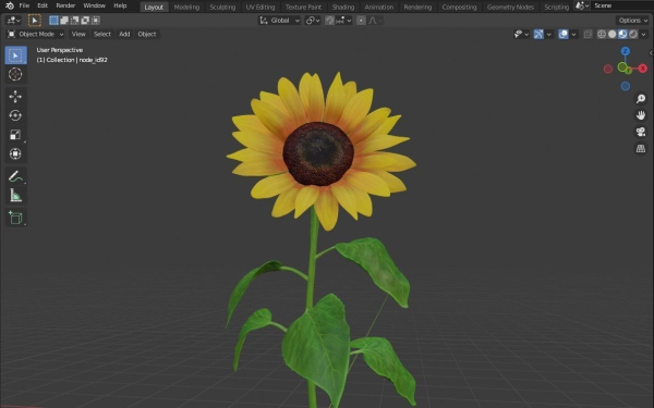 Sunflower