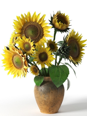 Sunflower in Vase