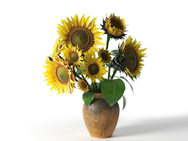 Sunflower in Vase