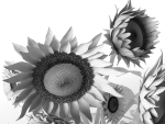 Sunflower in Vase
