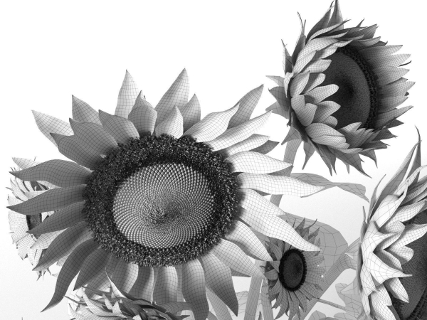 Sunflower in Vase