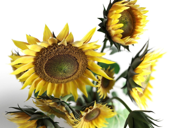 Sunflower in Vase