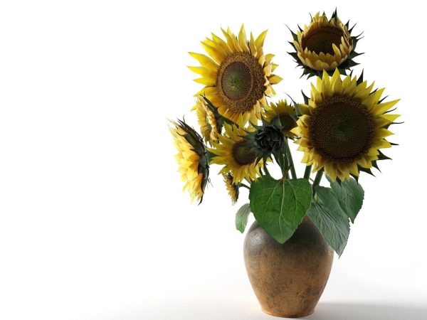 Sunflower in Vase