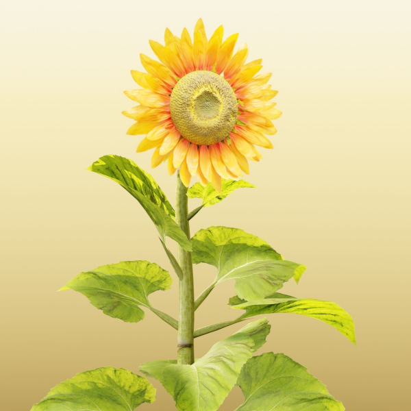 Sunflowers vol 151-Blender